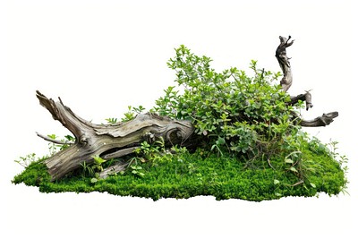 Plant bonsai forest green.