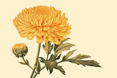 Ukiyo-e art print style Calendula flower petal plant.