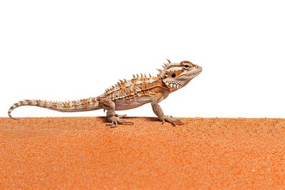 Thorny Devil Lizard walking on red sand lizard reptile animal.