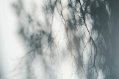 Abstract blurred gothic shadow vegetation outdoors woodland.