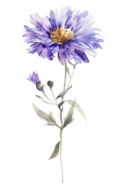 Watercolor illustration of a aster flower blossom petal plant.