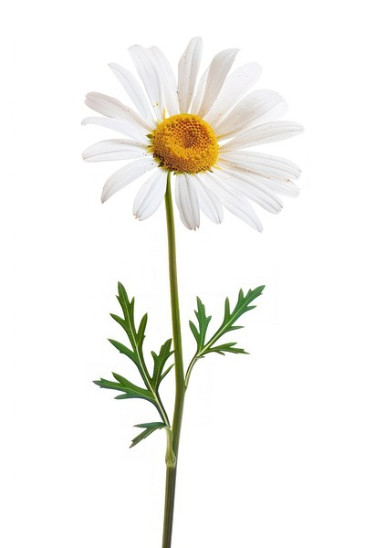 White daisy flowers plant white background inflorescence.