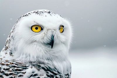 Snowy owl animal beak bird.