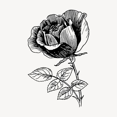 Rose flower clipart, vintage botanical | Free Vector - rawpixel