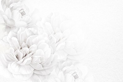 White flower iphone HD wallpapers  Pxfuel