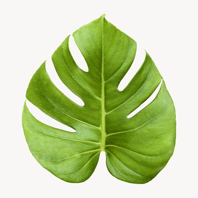 Monstera leaf, plant, isolated botanical | Free Photo - rawpixel