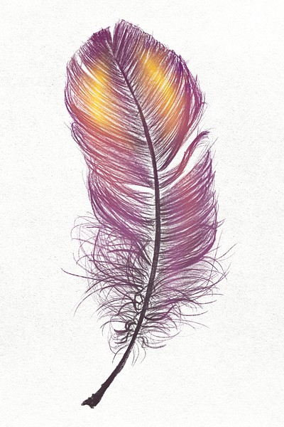 colored pencil peacock feather - Clip Art Library