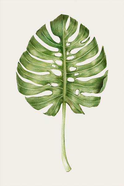 Monstera leaf hand-drawn vector in colored | Premium Vector ...