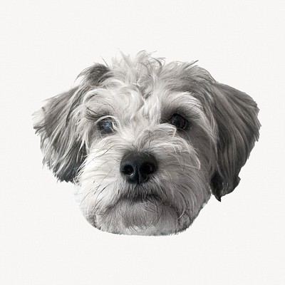 Miniature Schnauzer puppy, pet animal isolated image