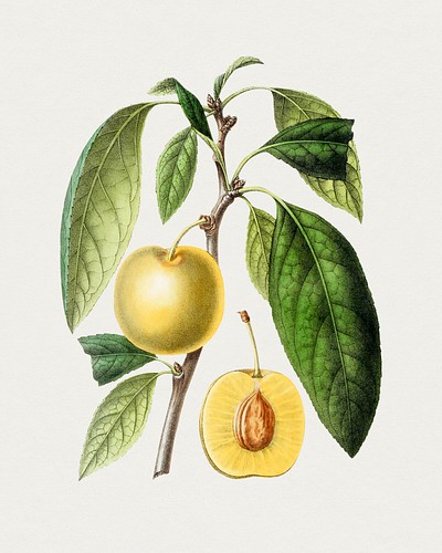 Hand drawn plum. Original Biodiversity | Free Photo Illustration - rawpixel