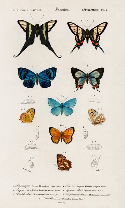 Collection hand drawings butterflies illustrated | Free Photo ...