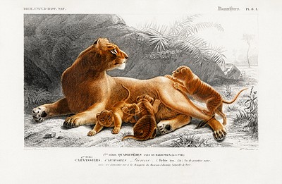 Vintage lion family png wild | Premium PNG Sticker - rawpixel