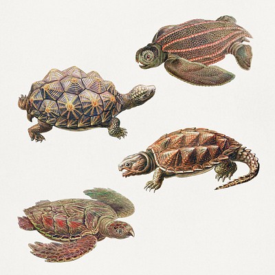 Vintage turtle illustrations set | Premium PSD - rawpixel