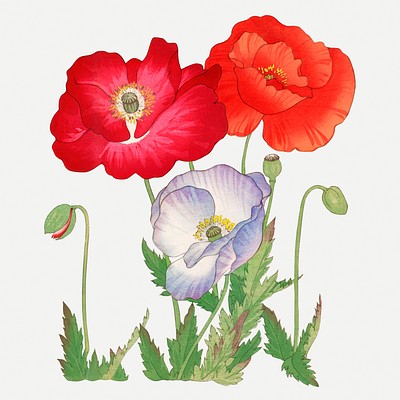 Poppy flower collage element, vintage | PSD Illustration - rawpixel