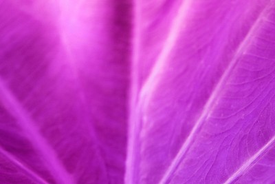 Foliage line art of purple | Premium Photo - rawpixel