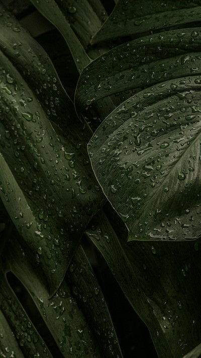 Green leaf iphone background wallpaper, | Premium Photo - rawpixel