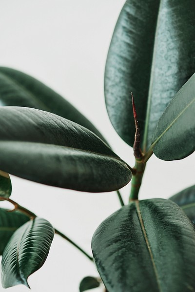 Rubber plant leaves gray background | Premium Photo - rawpixel