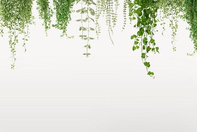 Angel vine border background, plant | Premium PSD - rawpixel