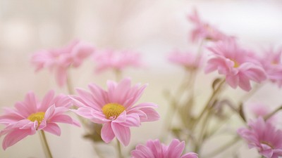 Flower wallpaper desktop, aesthetic HD | Free Photo - rawpixel