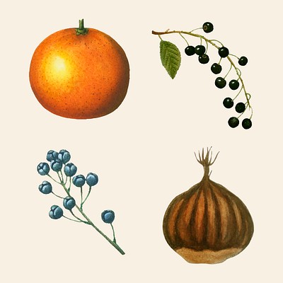 Vintage tropical fruit psd set hand drawn illustration