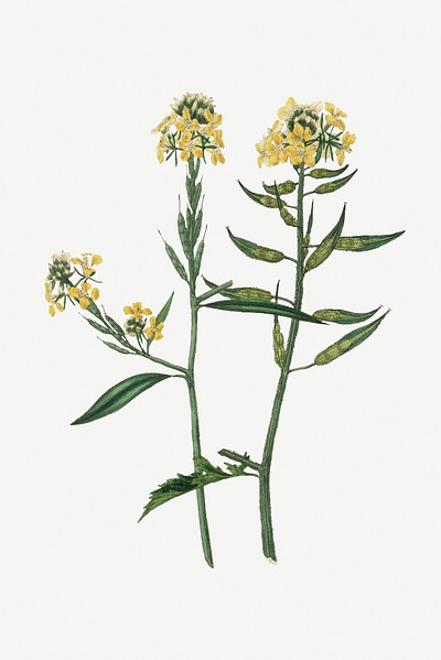 Watercolor hand drawn wild mustard flower illustration. Painted vector  sketch isolated on white background:: tasmeemME.com