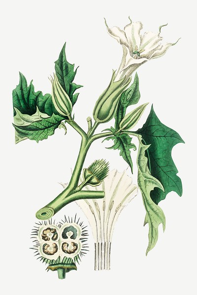 Datura stramonium or thorn apple Royalty Free Vector Image