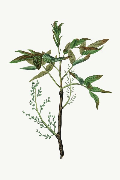 Vector botanical terebinth plant illustrations