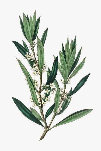 Vector botanical olive branch illustrations