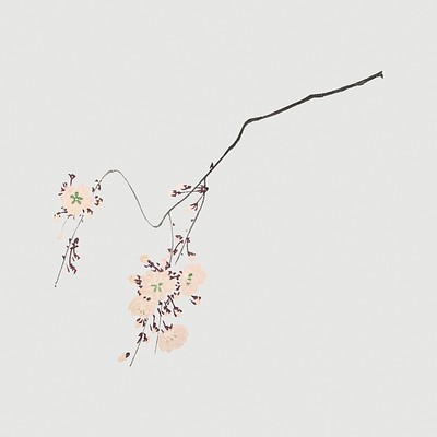 Pink cherry blossom on gray background