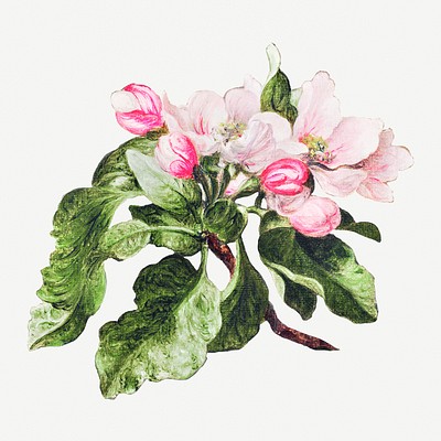 clipart of apple blossoms floral design