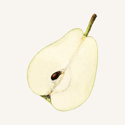 File:Fruit-pear.png - Vintage Story Wiki