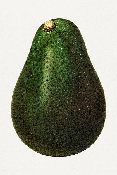 Vintage avocado illustration mockup. Digitally enhanced illustration from U.S. Department of Agriculture Pomological Watercolor Collection. Rare and Special Collections, National Agricultural Library.