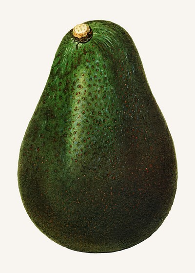 Vintage avocado illustration vector. Digitally enhanced illustration from U.S. Department of Agriculture Pomological Watercolor Collection. Rare and Special Collections, National Agricultural Library.