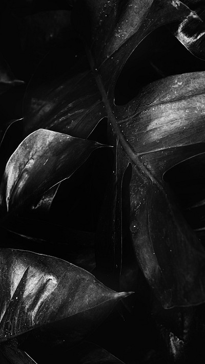 Black and white tropical jungle | Premium Photo - rawpixel