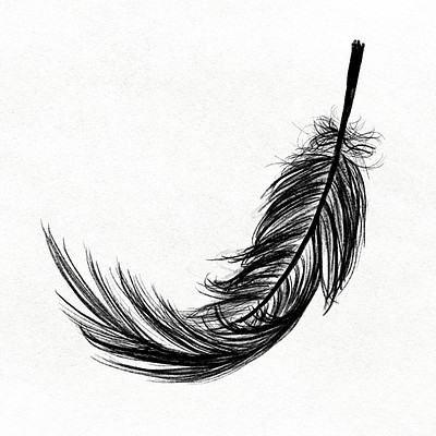 Sticker Black bird feather on white background 