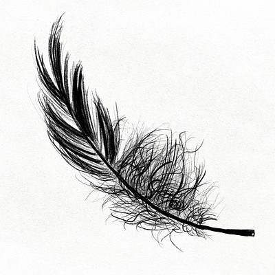 Sticker Black bird feather on white background 