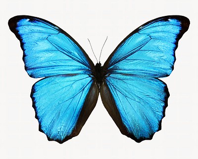 Blue butterfly, insect collage element | Free Photo - rawpixel