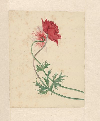 Twee takken met elk een bloem (1714&ndash;1760) paitning in high resolution by Michiel van Huysum. 