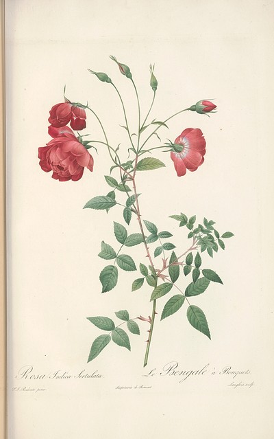 Rose illustration from Les Roses Vol.3 by Pierre-Joseph Redouté