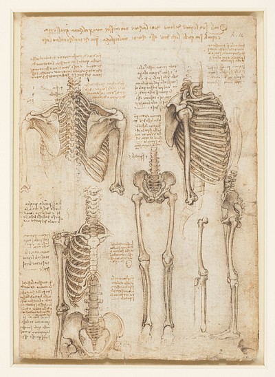 Leonardo da Vinci's Recto skeleton. | Free Photo Illustration - rawpixel