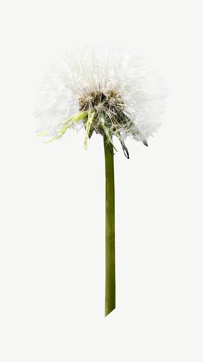 Dandelion flower collage element psd