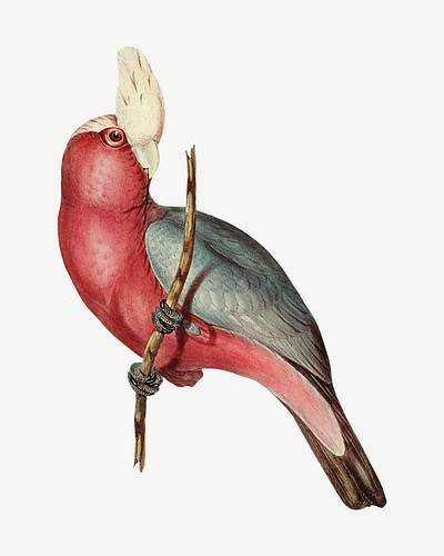 Rose-breasted Cockatoo bird, vintage animal collage element psd