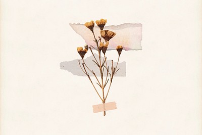 Aesthetic dried flower taped collage | Premium Photo - rawpixel