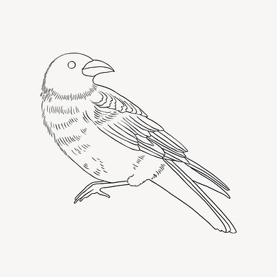 Parrot Bird Sketch On - Cute Sketch Of Parrot, HD Png Download ,  Transparent Png Image - PNGitem
