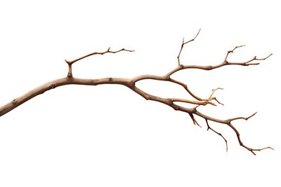 Tree branch plant white background. | Premium Photo - rawpixel