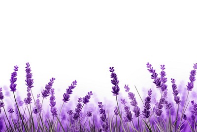 Lavender flower backgrounds blossom. 