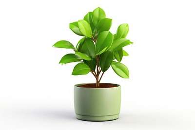 Plant leaf white background houseplant. 