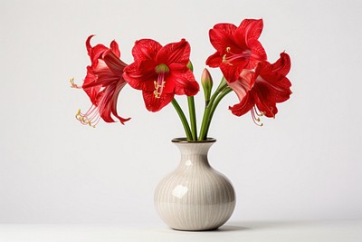 Amaryllis flower plant vase. 