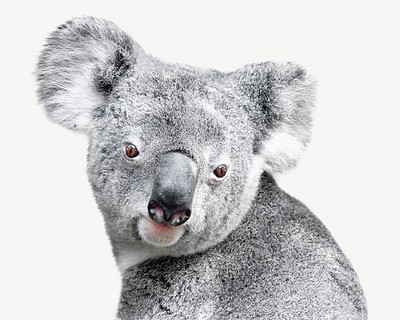 Premium Photo  There is a koala bear with a colorful background