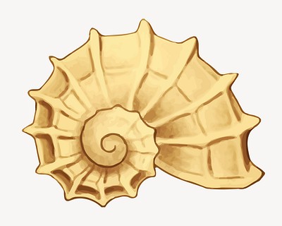 Shell illustration. Free public domain CC0 image.